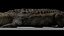 Crocodile Rigged 3D 3D