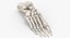 3D model Human Hand and Foot Bones Collection White - 2 models