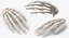3D model Human Hand and Foot Bones Collection White - 2 models