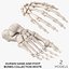 3D model Human Hand and Foot Bones Collection White - 2 models
