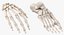 3D model Human Hand and Foot Bones Collection White - 2 models