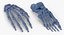 3D model Human Hand and Foot Bones Collection White - 2 models
