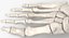 3D model Human Hand and Foot Bones Collection White - 2 models