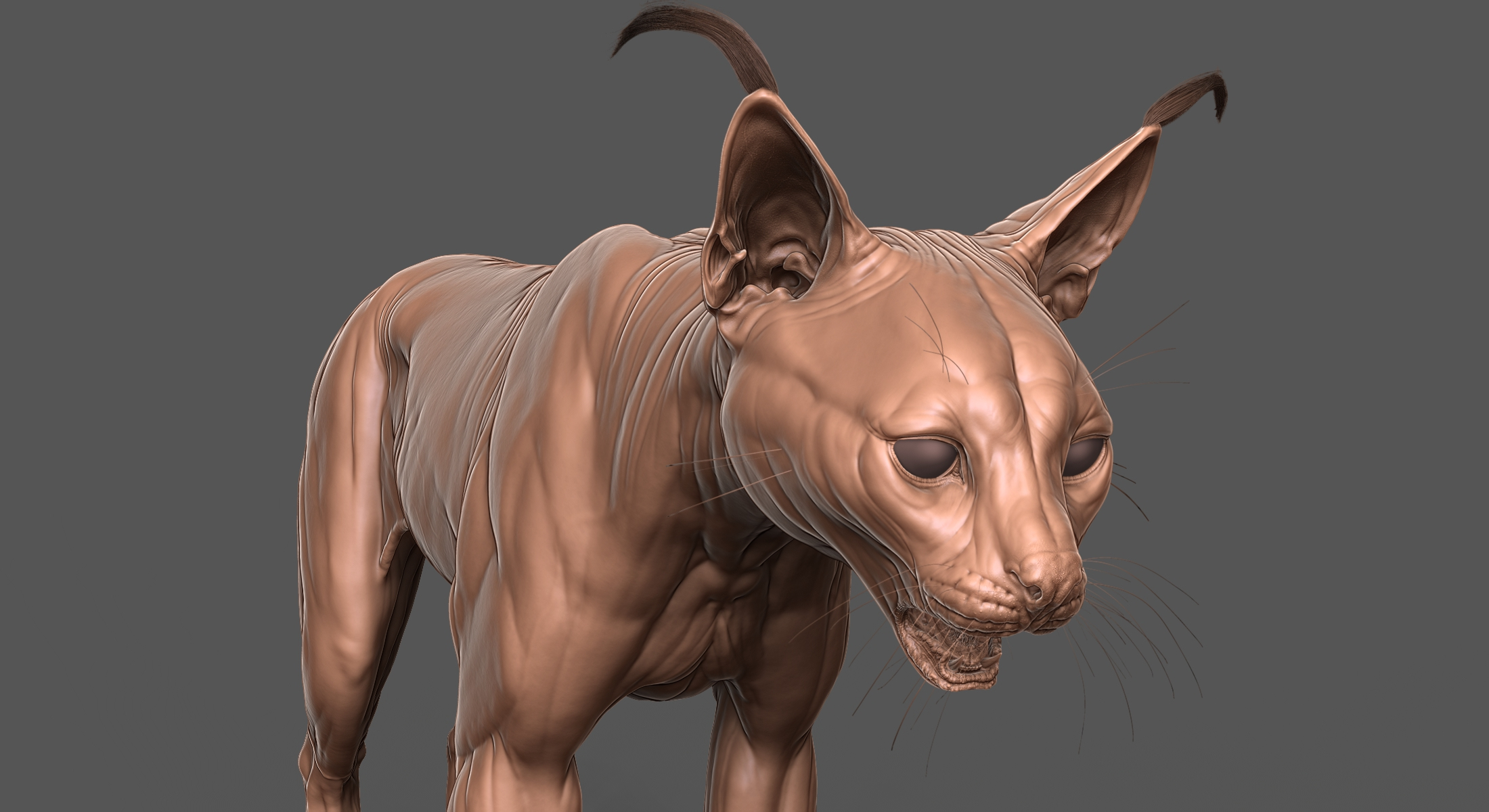 Fully Detailed Caracal Cat Zbrush Sculpt 3D model - TurboSquid 1846595