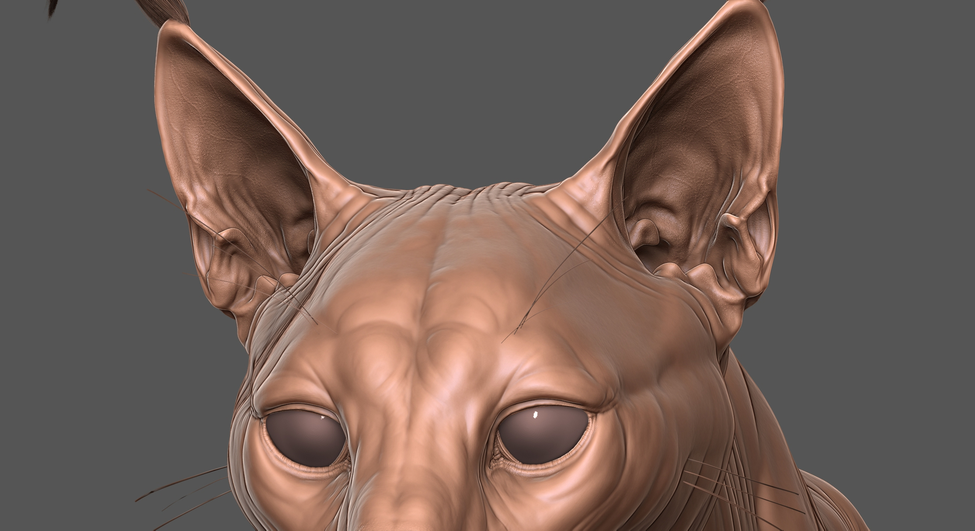 Fully Detailed Caracal Cat Zbrush Sculpt 3D model - TurboSquid 1846595