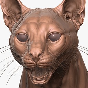 Fully Detailed Caracal Cat Zbrush Sculpt 3D model