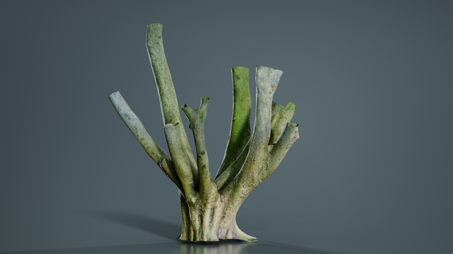 Wide Base With Offshoots Tree Trunk Remastered Model - TurboSquid 2363184