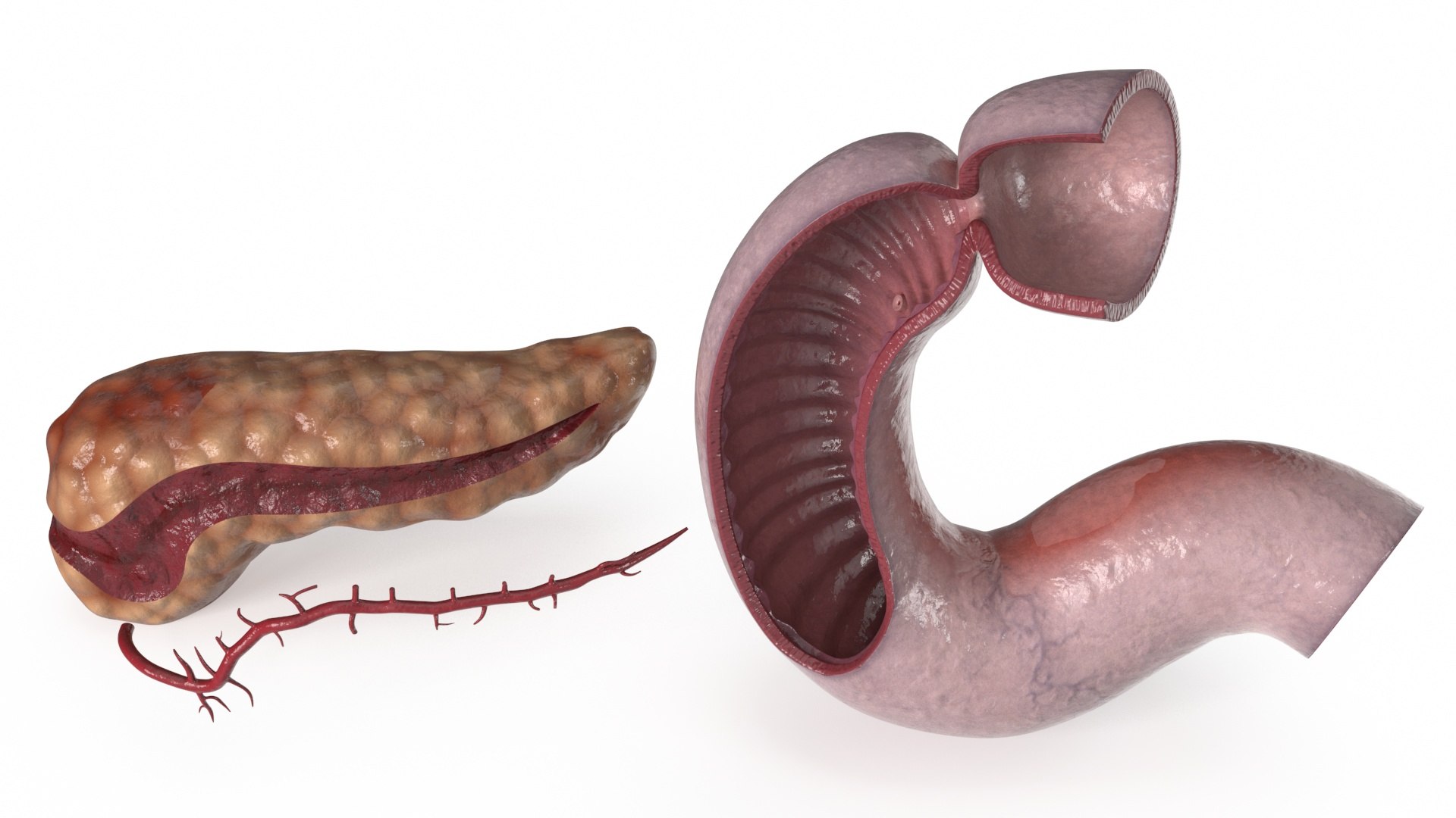 Human Pancreas Cut 3D model https://p.turbosquid.com/ts-thumb/6S/hgKR82/Nw/humanpancreascutmb3dmodel016/jpg/1720402878/1920x1080/fit_q87/744a8ca1664bd1922fcea7a10ea812356e16b7a4/humanpancreascutmb3dmodel016.jpg