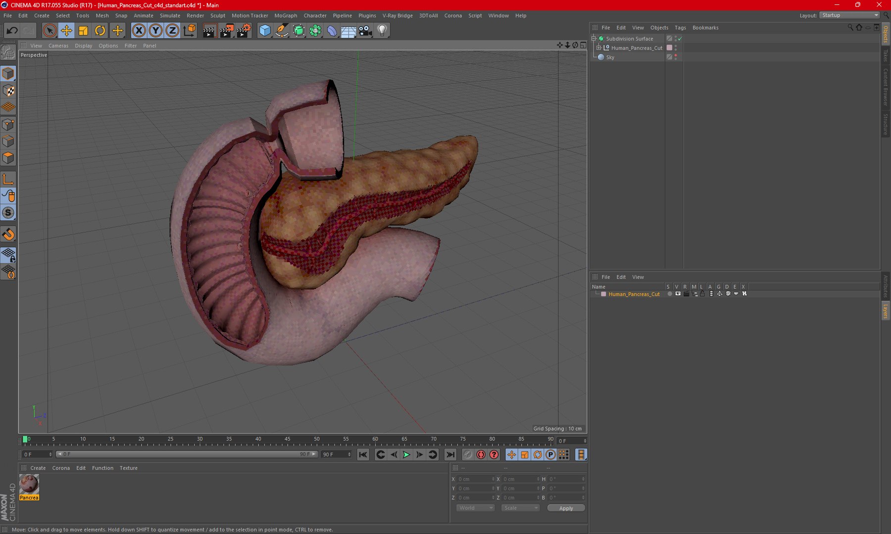 Human Pancreas Cut 3D model https://p.turbosquid.com/ts-thumb/6S/hgKR82/Tl/humanpancreascutmb3dmodel023/jpg/1720402908/1920x1080/fit_q87/510a87f13e5938f9a727bb8d9caceb4b9eea0476/humanpancreascutmb3dmodel023.jpg