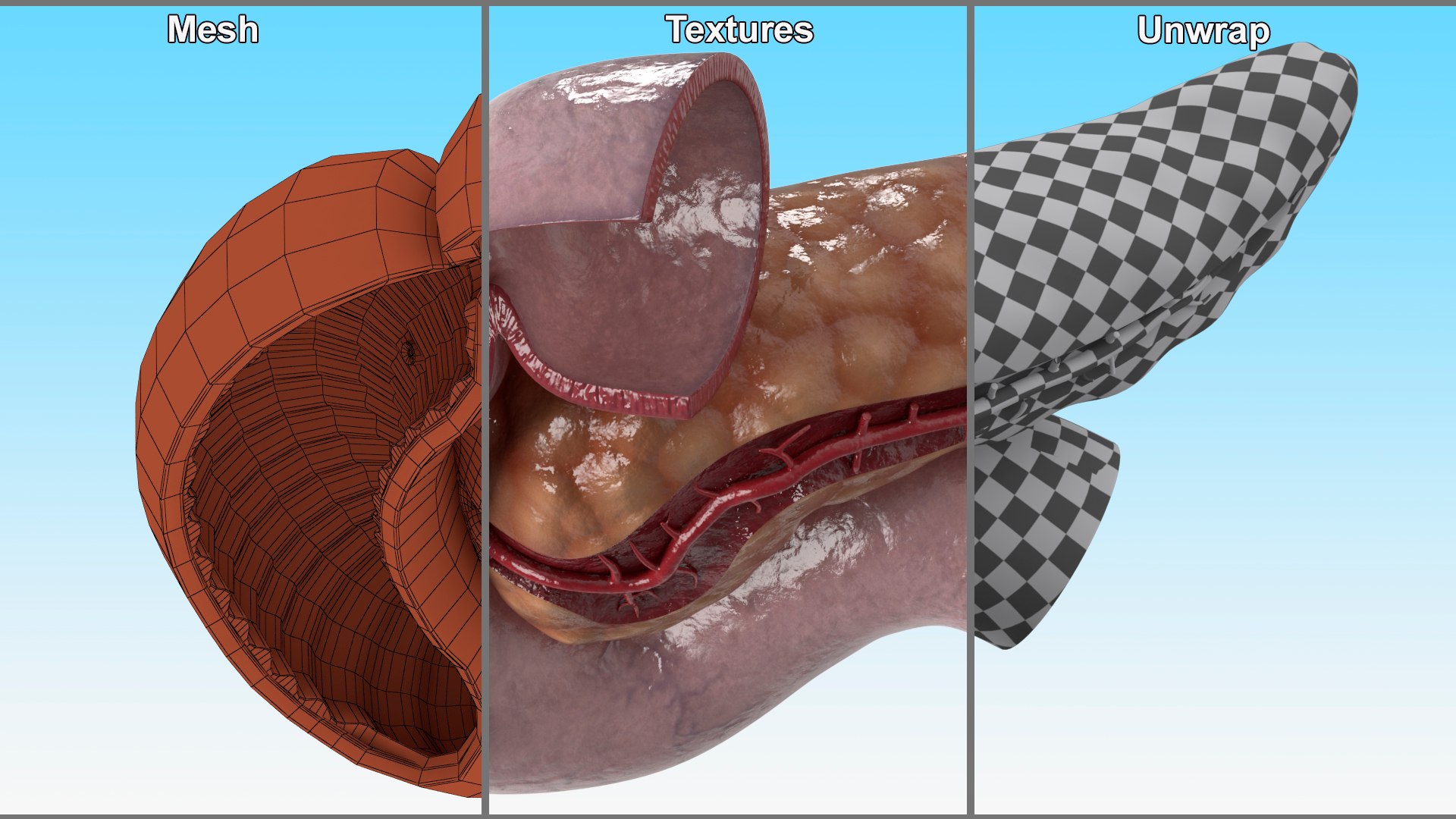 Human Pancreas Cut 3D model https://p.turbosquid.com/ts-thumb/6S/hgKR82/ex/humanpancreascutmb3dmodel017/jpg/1720402882/1920x1080/fit_q87/bcd21128e6cc7aa7afcd65dcd76eb4314d5fc839/humanpancreascutmb3dmodel017.jpg