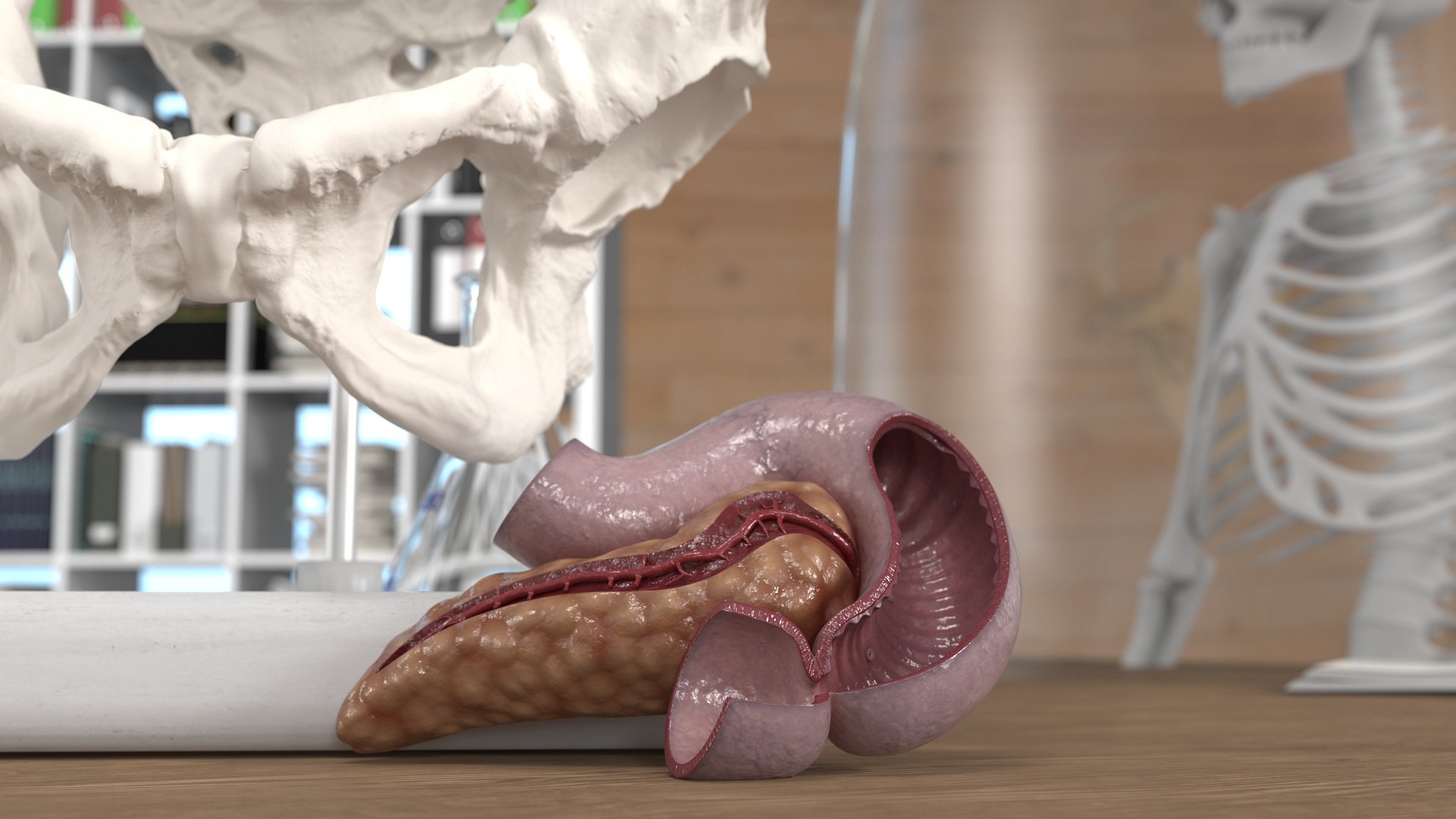 Human Pancreas Cut 3D Model - TurboSquid 2252242