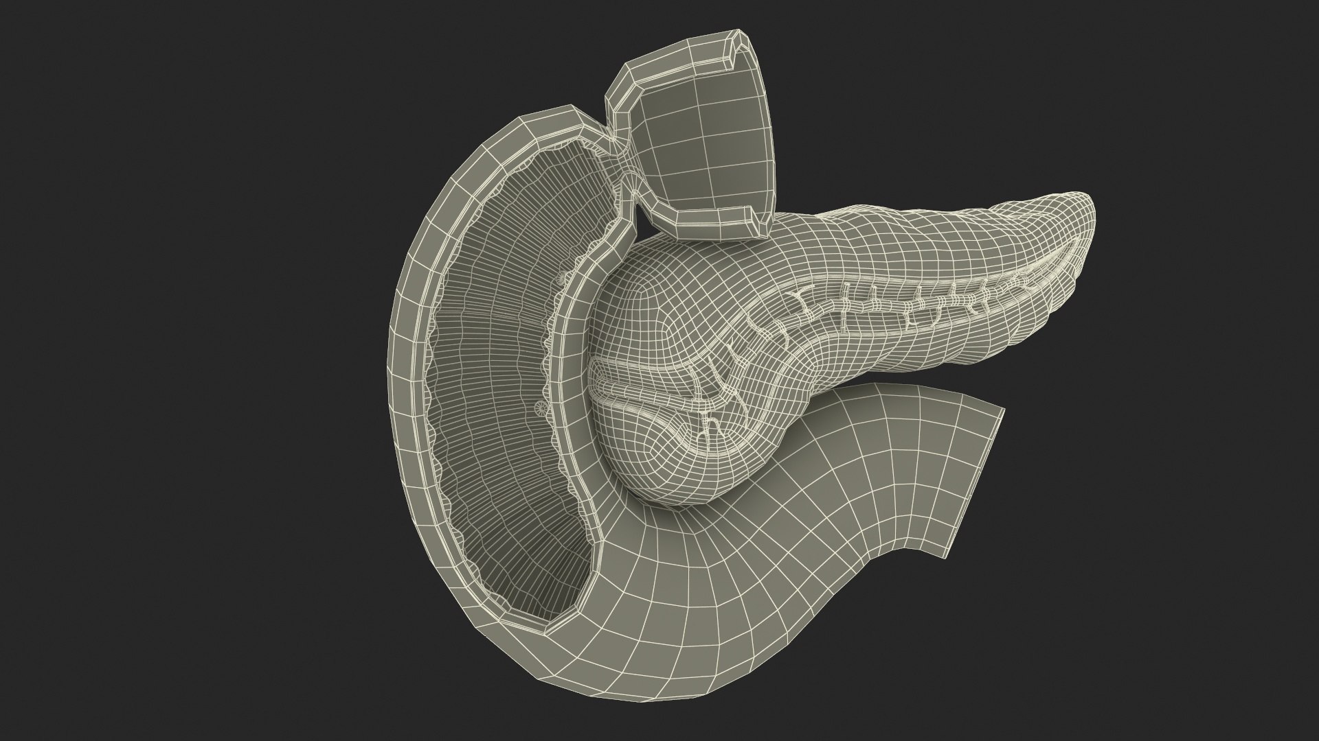 Human Pancreas Cut 3D model https://p.turbosquid.com/ts-thumb/6S/hgKR82/yk/humanpancreascutmb3dmodel027/jpg/1720402924/1920x1080/fit_q87/5e83cc2a561884611958809149d45946156a7296/humanpancreascutmb3dmodel027.jpg