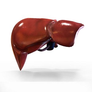 human liver max