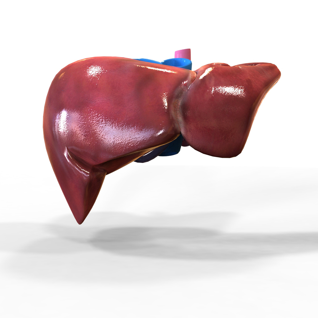 human liver max