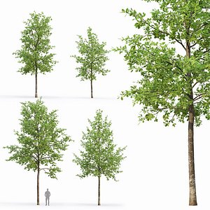 3D Oak-tree 06 model