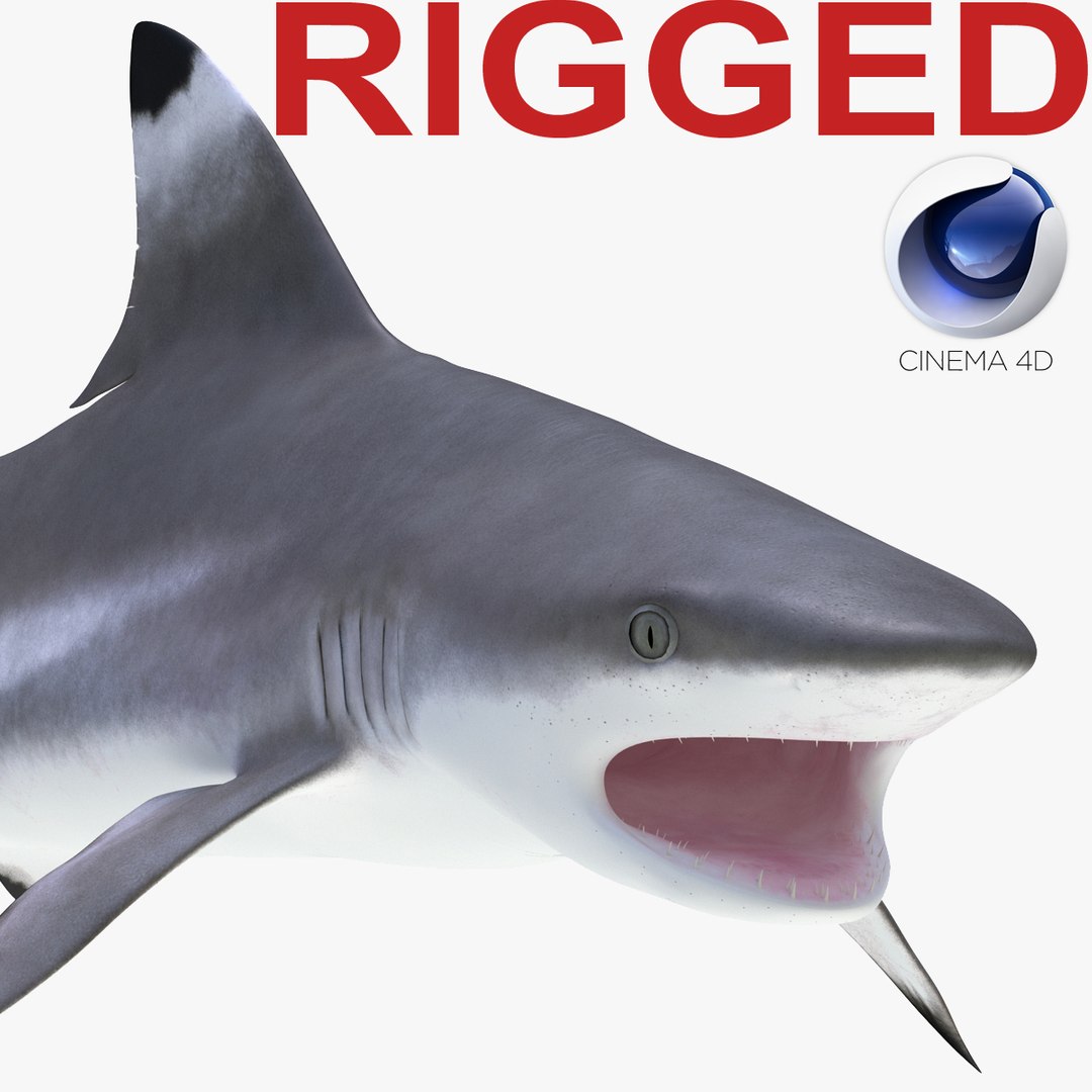 Blacktip Reef Shark Rigged for Cinema 4D 3D model preview
