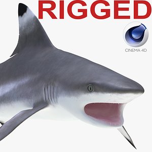 3d model blacktip reef shark rigged