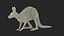 Kangaroo Stands on Four Paws 3D