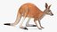 Kangaroo Stands on Four Paws 3D