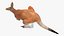 Kangaroo Stands on Four Paws 3D
