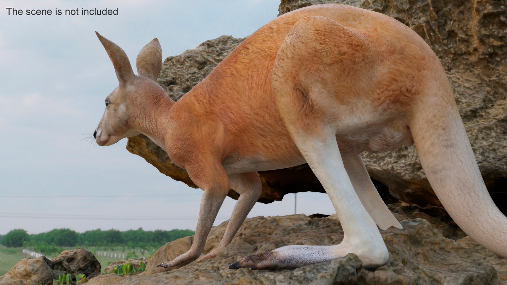 Kangaroo Stands On Four Paws 3D - TurboSquid 2243056