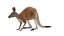 Kangaroo Stands on Four Paws 3D