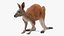 Kangaroo Stands on Four Paws 3D