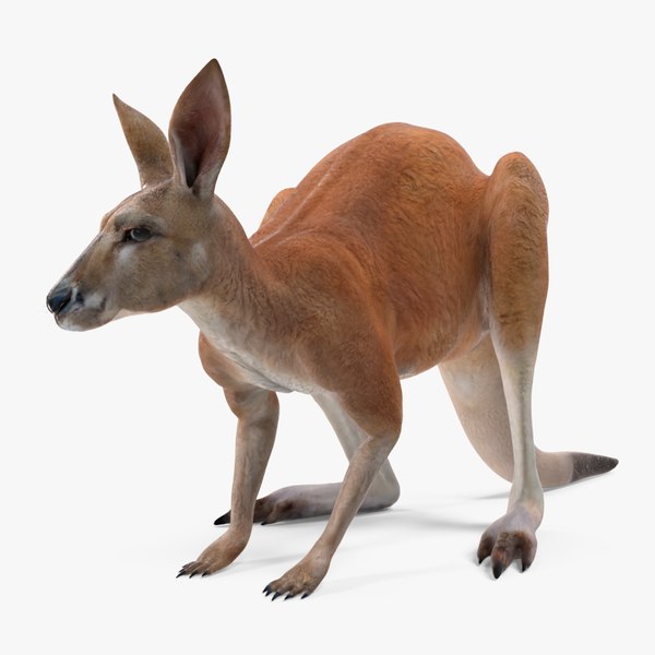 Kangaroo Stands on Four Paws 3D