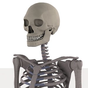 male skeleton