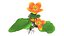 Flower Faroe