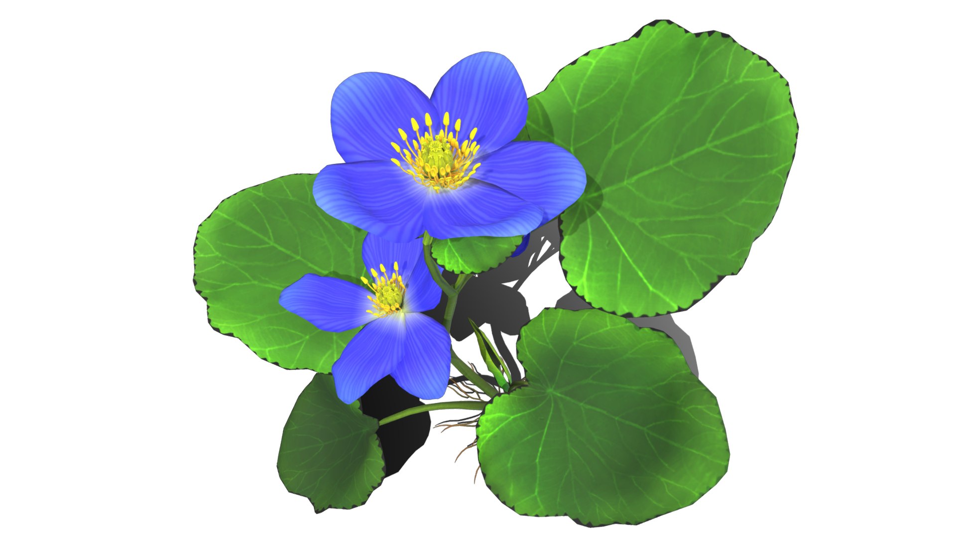 3D flower faroe https://p.turbosquid.com/ts-thumb/6T/EW1SE9/Uyj16rmx/flower_faroe_image7/png/1559665713/1920x1080/fit_q87/64352d33ac28d7c3c6bb0f36768b8b62286af14b/flower_faroe_image7.jpg