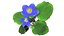 Flower Faroe