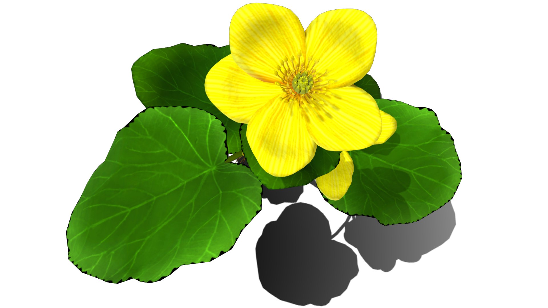 3D flower faroe https://p.turbosquid.com/ts-thumb/6T/EW1SE9/dXX20k7P/flower_faroe_image9/png/1559665766/1920x1080/fit_q87/2292fd323619e7760ad0db46ddedd7c491b1e7cd/flower_faroe_image9.jpg