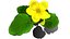 Flower Faroe