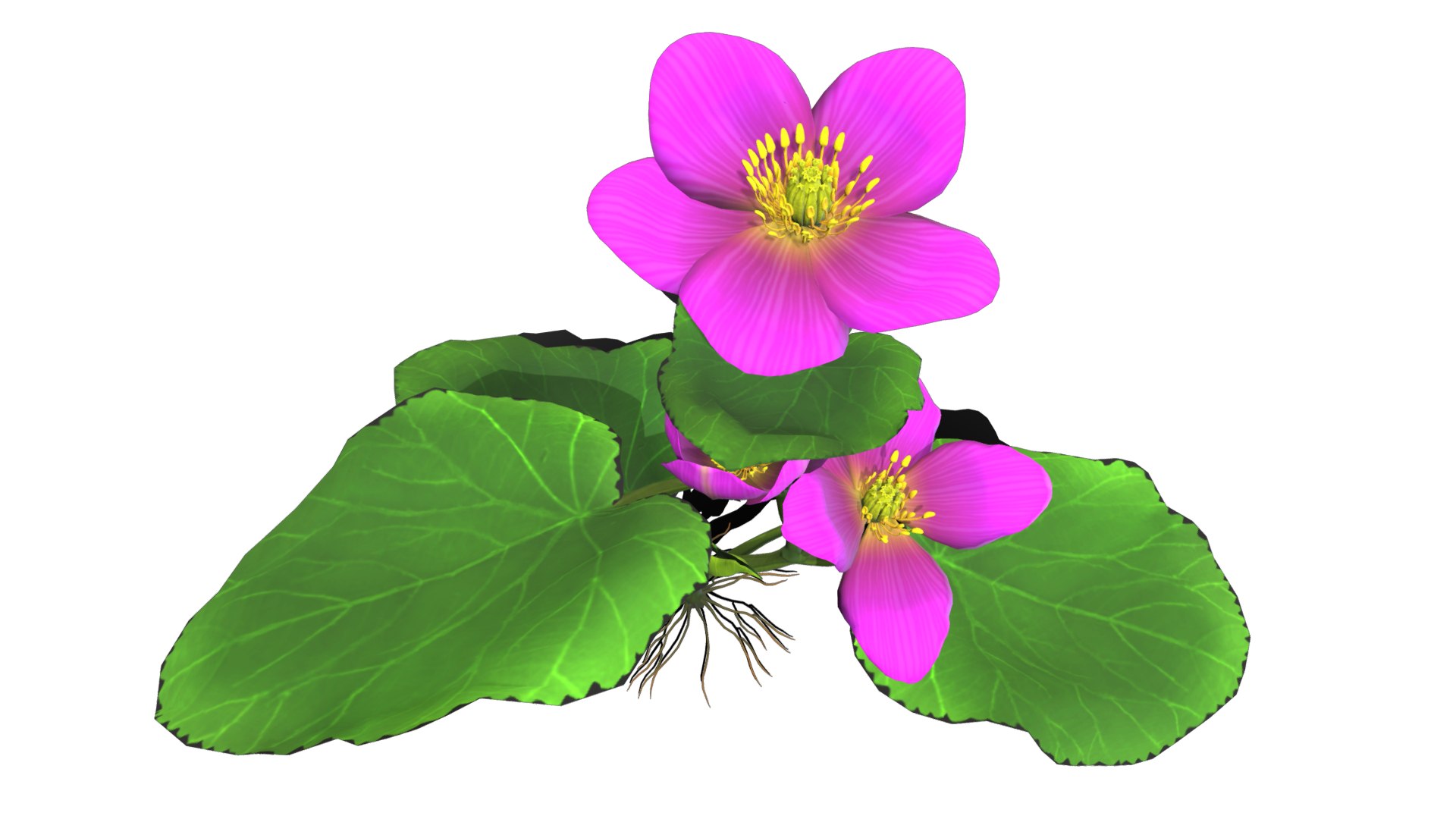 3D flower faroe https://p.turbosquid.com/ts-thumb/6T/EW1SE9/hUBx9cMv/flower_faroe_image5/png/1559665662/1920x1080/fit_q87/54e47d1b34359368c254c715a85589dba96ebf9a/flower_faroe_image5.jpg