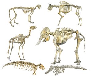 Skeletons of animals HD