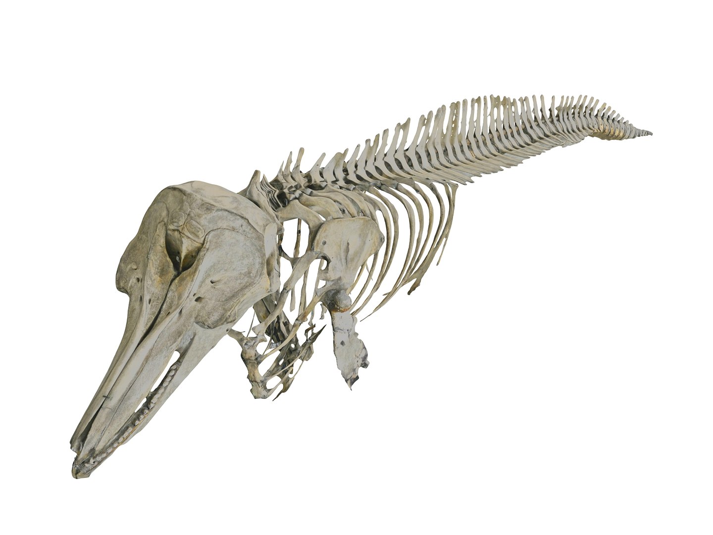 3D skeletons animals hd - TurboSquid 1573553