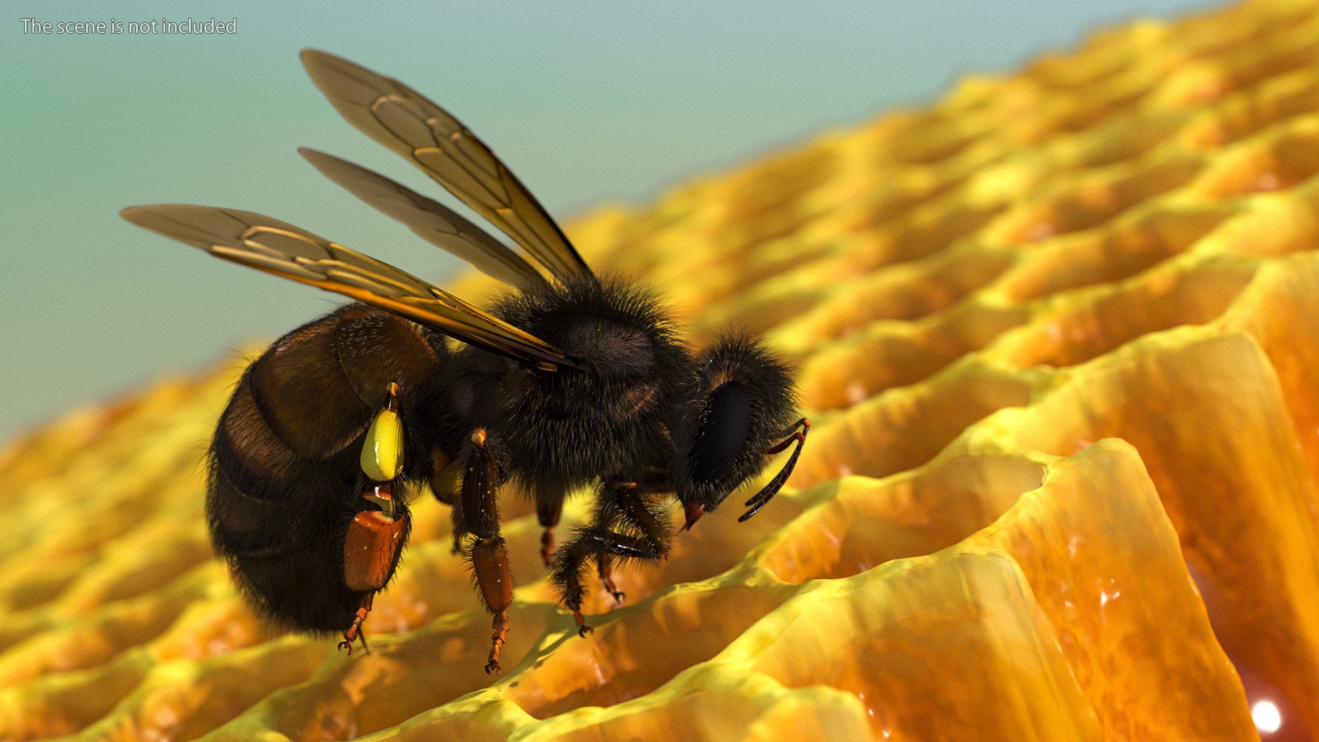 Honeybee Fur 3D model https://p.turbosquid.com/ts-thumb/6T/MwrX71/hb/honeybee_fur_004/jpg/1738108640/1920x1080/fit_q87/0feb7727cddd6fbe2537518e48cdb0ae3a06c833/honeybee_fur_004.jpg