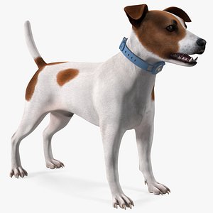 Jack Russell Terrier with Apple Dog Tracker