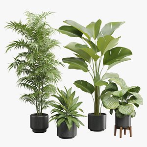 Indoor Plants Pack 54 3D