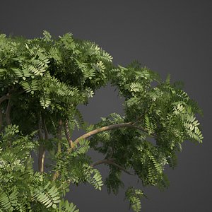 3D tree nature