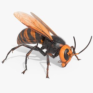 3D model Vespa Mandarinia Fur Eating Animated Rigged For Maya