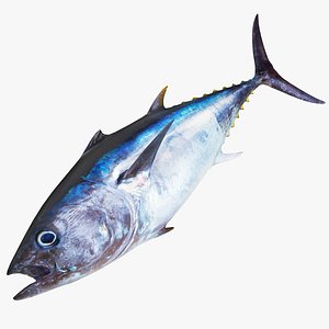 3D Tuna Fish