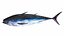 Fish 14 in 1 -Saltwater Fish