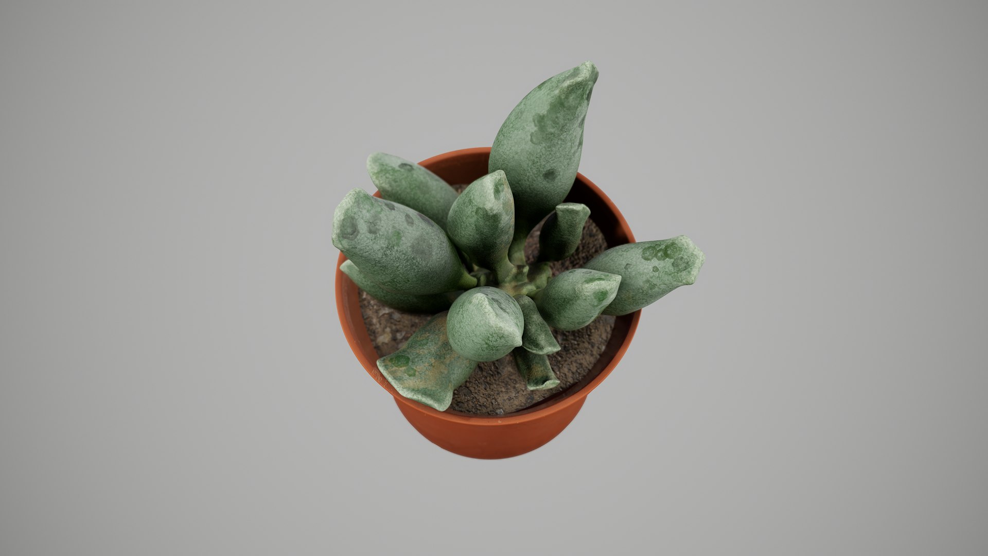 Succulent Plant 3D model https://p.turbosquid.com/ts-thumb/6T/sBALlV/QL/succulentplant_002/png/1648018749/1920x1080/fit_q87/0fa4cf74f4d293ebc21d8679c2a8ae2877882f57/succulentplant_002.jpg