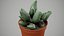 planta suculenta