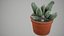 planta suculenta