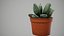 planta suculenta