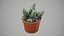 planta suculenta