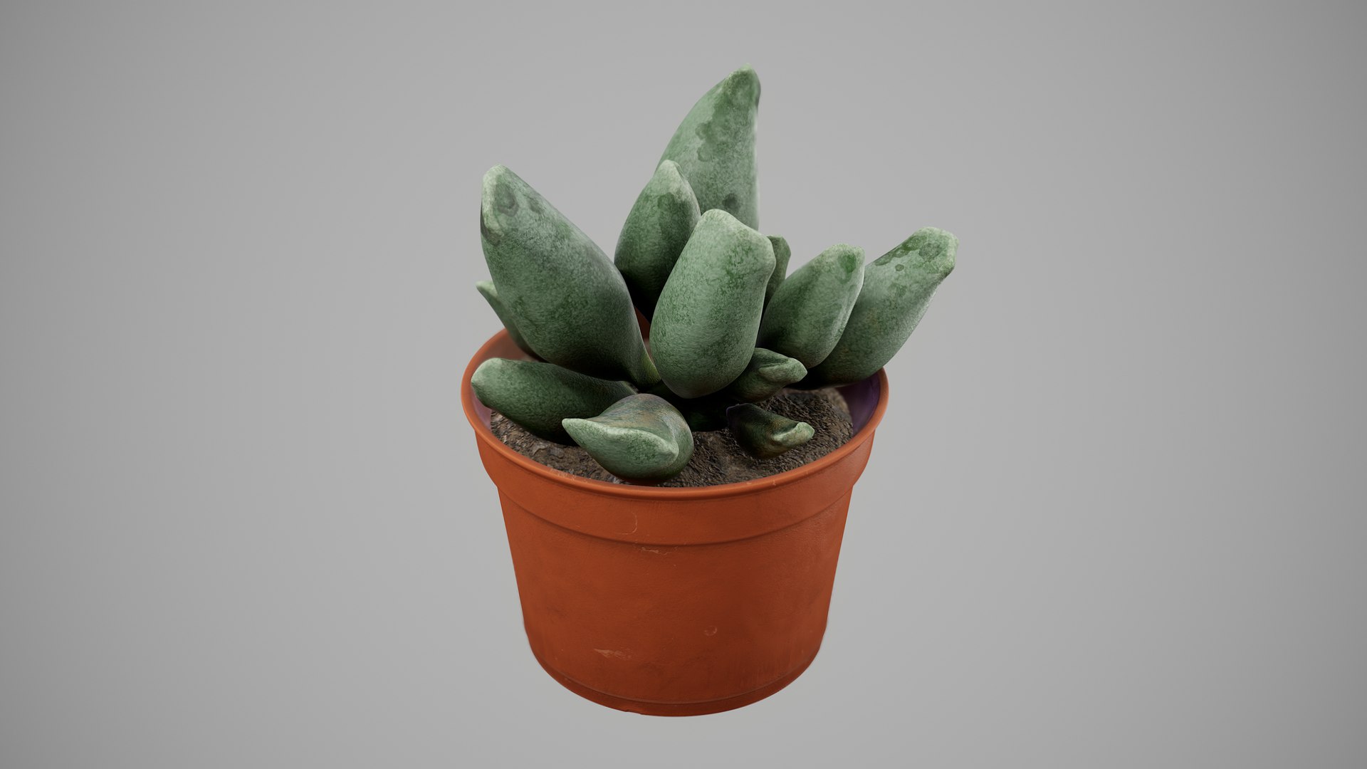 Succulent Plant 3D model https://p.turbosquid.com/ts-thumb/6T/sBALlV/oX/succulentplant_007/png/1648018747/1920x1080/fit_q87/715c531dc1b4f054e7eac5981974ca56067fbe9f/succulentplant_007.jpg